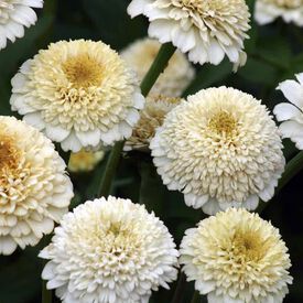 Zinderella White, Zinnia Seeds